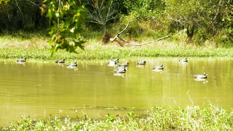 Decoys moving