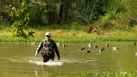 Wading toward camera