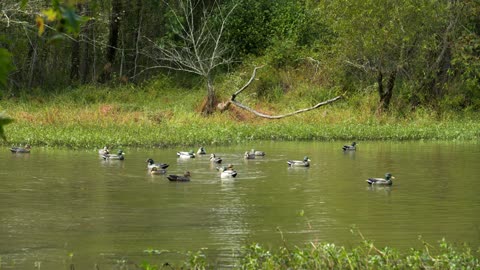 Decoys moving