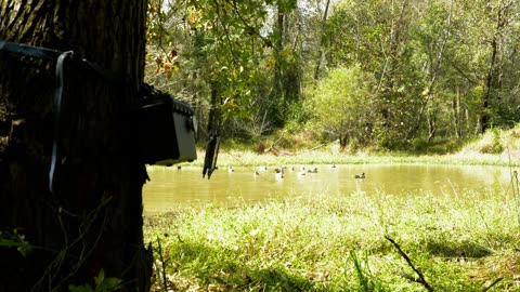 Box running, decoys behind