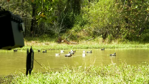 Box running, decoys behind