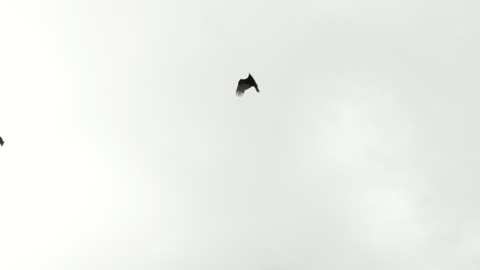 Hawk