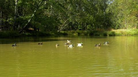 Decoys moving