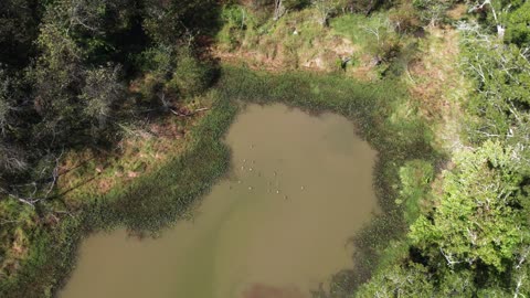 Drone pond top-down