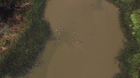 Drone decoys top-down